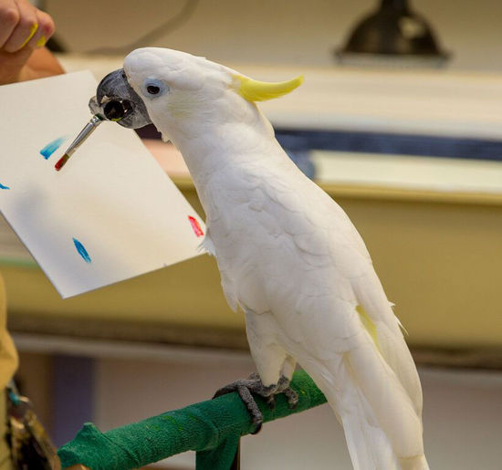 鹦鹉珍妮。(网页截图) 鹦鹉珍妮。(网页截图)